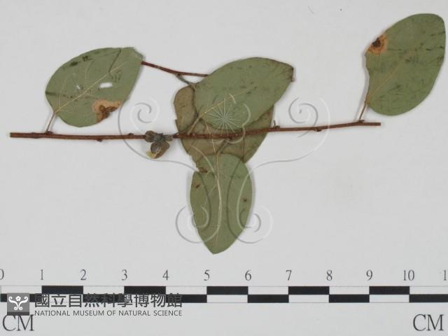 登錄號:F0018930藏品圖，第1張