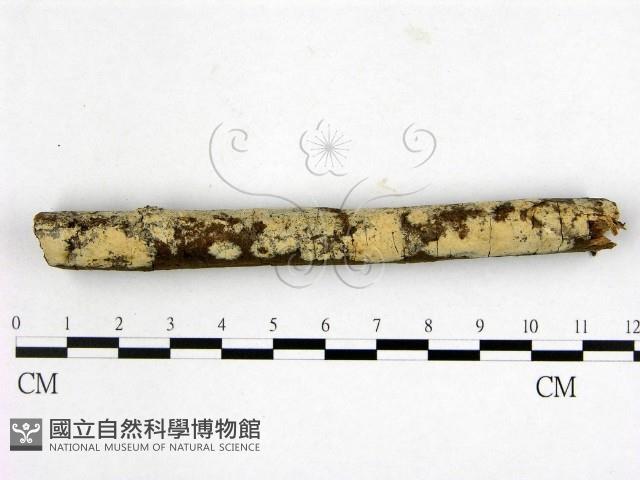 登錄號:F0020930藏品圖，第1張