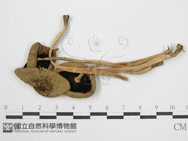 鬼傘屬藏品圖，第1張