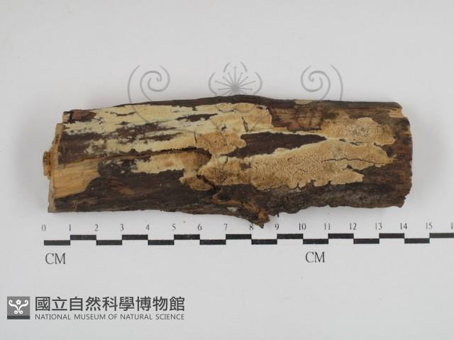 登錄號:F0030930藏品圖，第1張