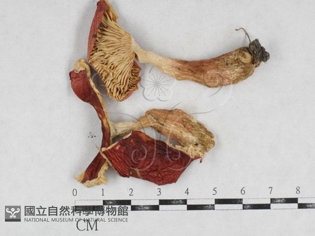 登錄號:F0026930藏品圖，第1張