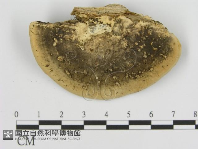 登錄號:F0006930藏品圖，第1張