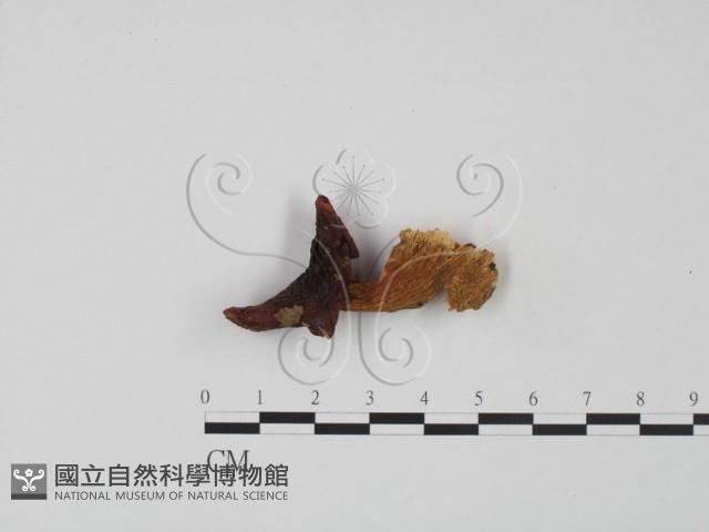 紅菇屬藏品圖，第1張