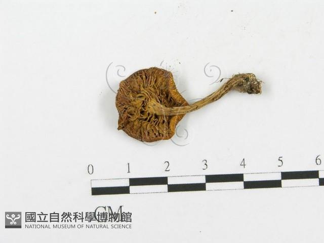 登錄號:F0004930藏品圖，第1張