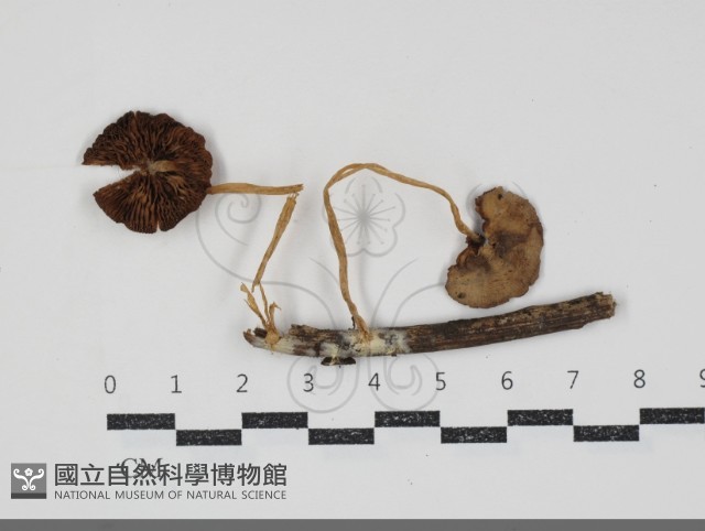 登錄號:F0034930藏品圖，第1張