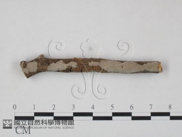 登錄號:F0012930藏品圖，第1張