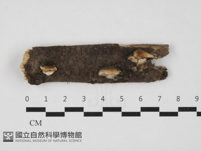 骨皮菌屬藏品圖，第1張