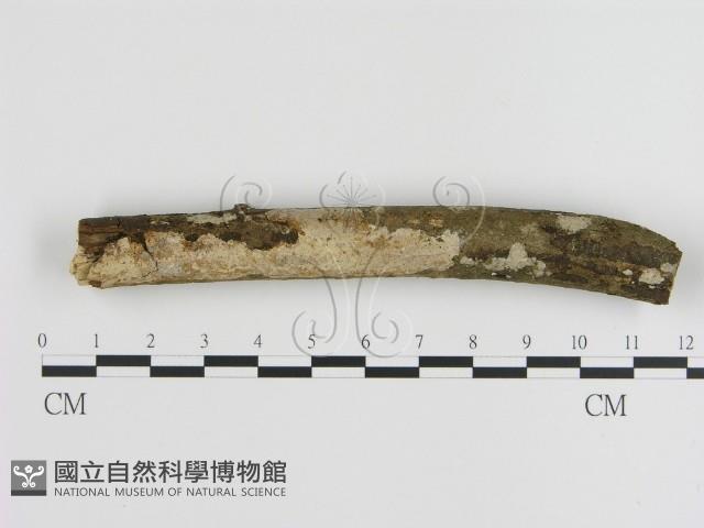 刺皮菌屬藏品圖，第1張