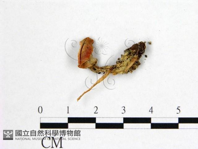 花耳屬藏品圖，第1張