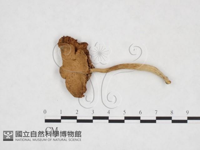 登錄號:F0025930藏品圖，第1張