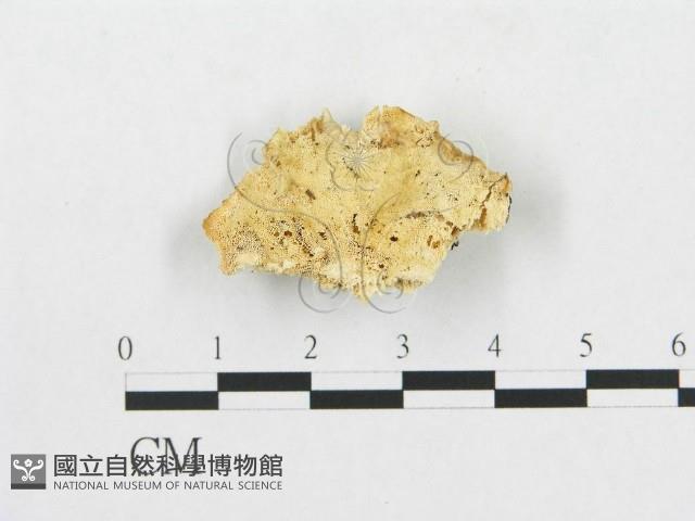 登錄號:F0005930藏品圖，第1張