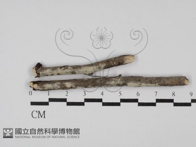 絲皮菌屬藏品圖，第1張