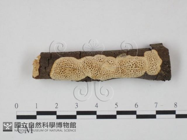 登錄號:F0009930藏品圖，第1張