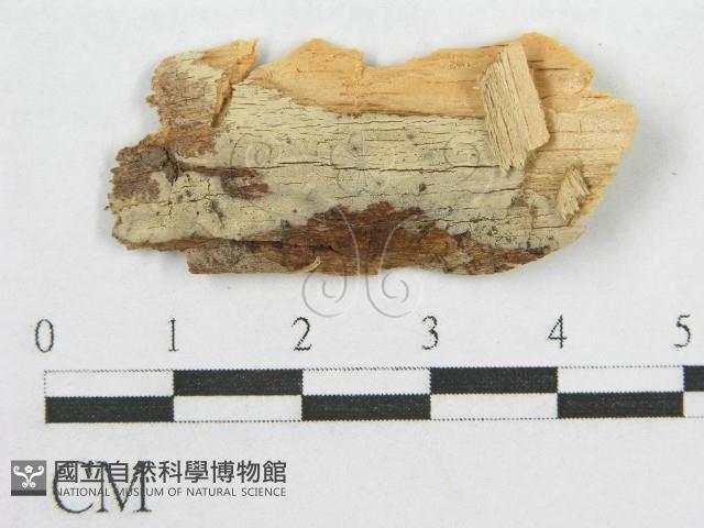 絲皮菌屬藏品圖，第1張