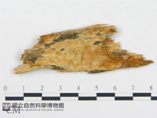 登錄號:F0013930藏品圖，第1張