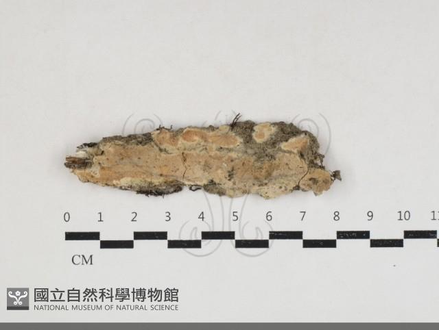 卵孢木齒菌藏品圖，第1張