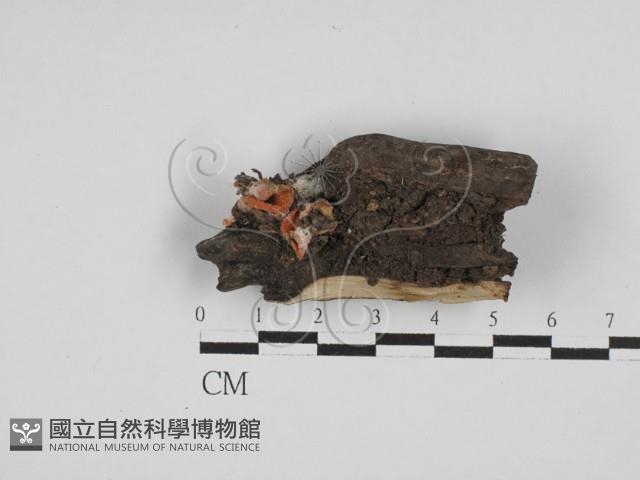 登錄號:F0028630藏品圖，第1張