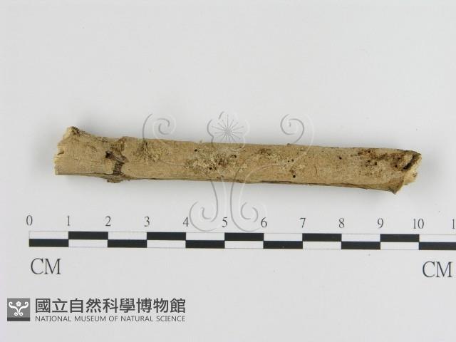 刺皮菌屬藏品圖，第1張