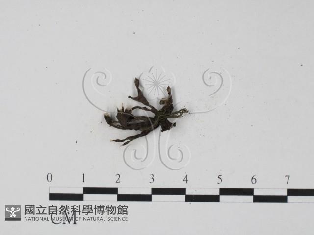 登錄號:F0000630藏品圖，第1張