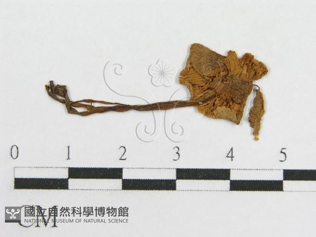 粉褶菌屬藏品圖，第1張