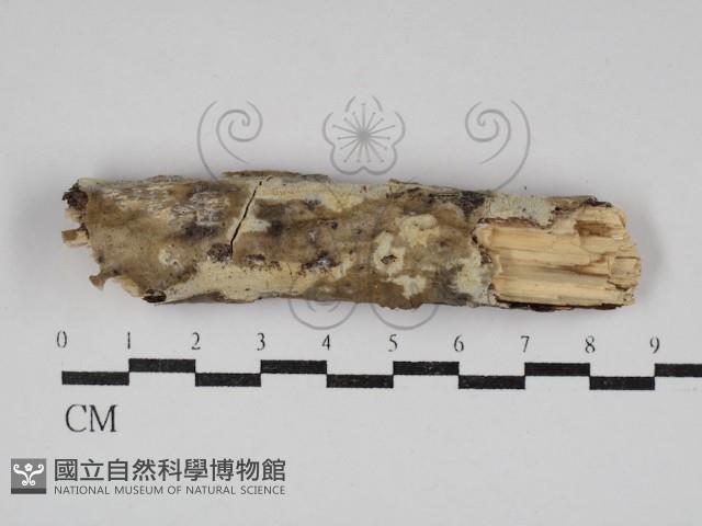 擬筍殼菌屬藏品圖，第1張