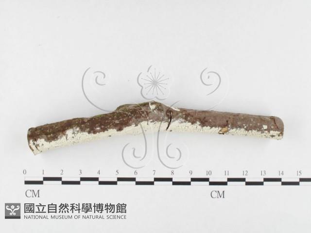 登錄號:F0026630藏品圖，第1張