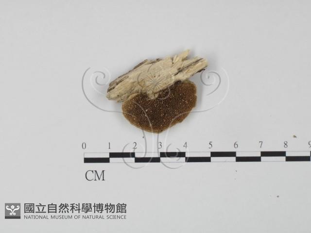 登錄號:F0006630藏品圖，第1張