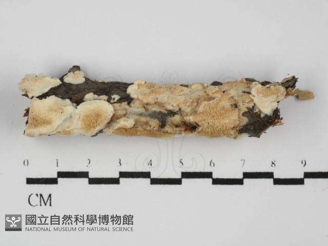 齒耳菌屬藏品圖，第1張