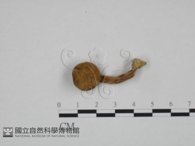 登錄號:F0024630藏品圖，第1張