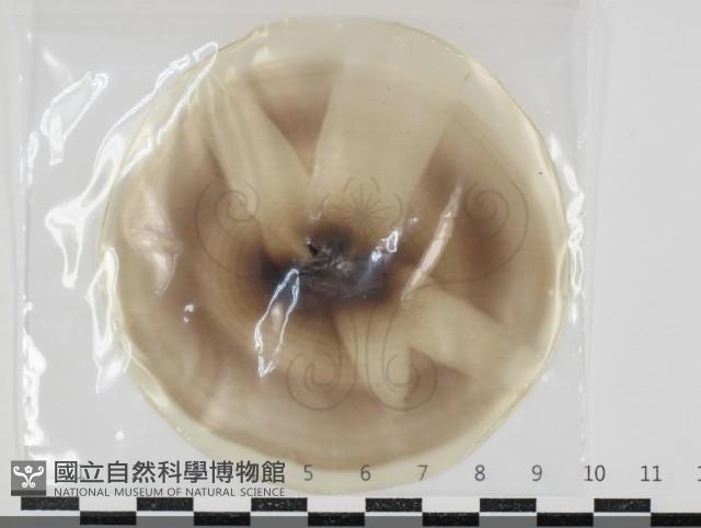 登錄號:F0034630藏品圖，第1張