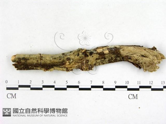 絲齒菌屬藏品圖，第1張