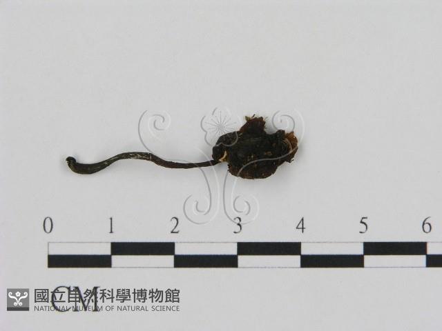 登錄號:F0002630藏品圖，第1張