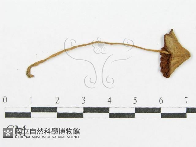 登錄號:F0012630藏品圖，第1張