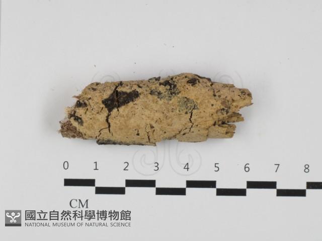 登錄號:F0032630藏品圖，第1張