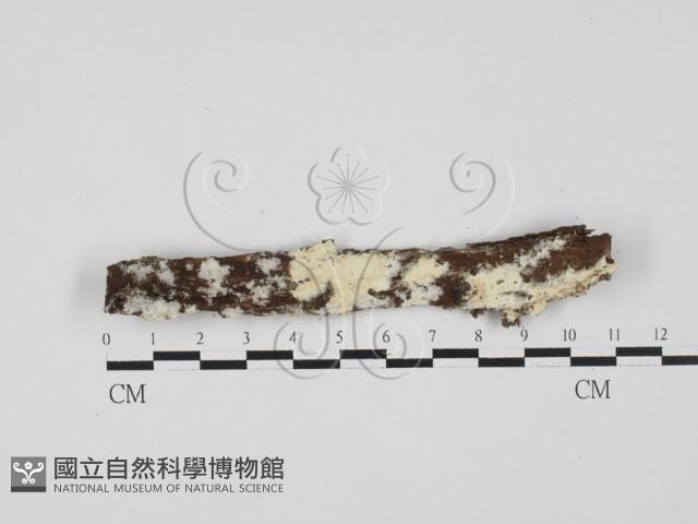 登錄號:F0027630藏品圖，第1張