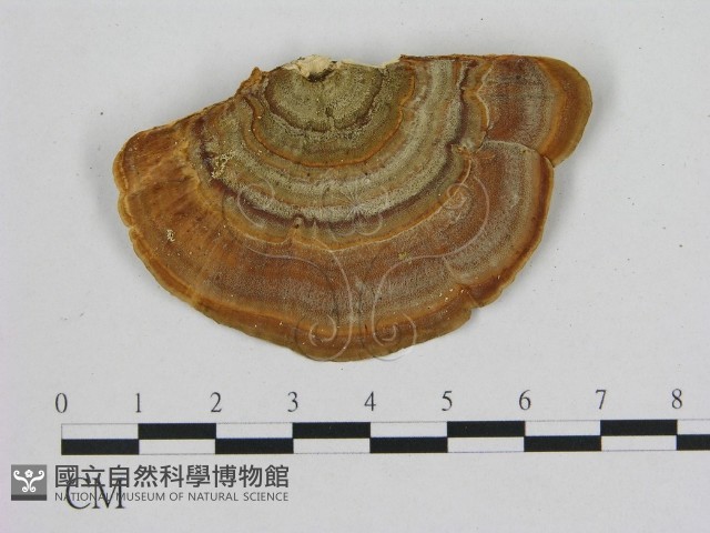 相鄰小孔菌藏品圖，第1張
