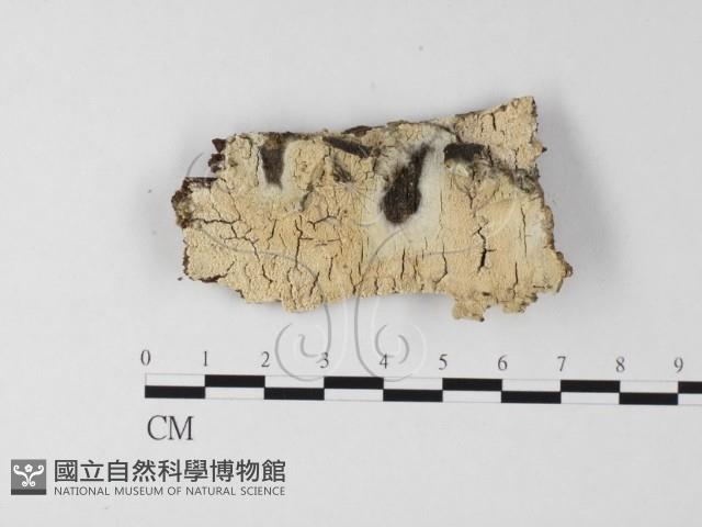 登錄號:F0025630藏品圖，第1張