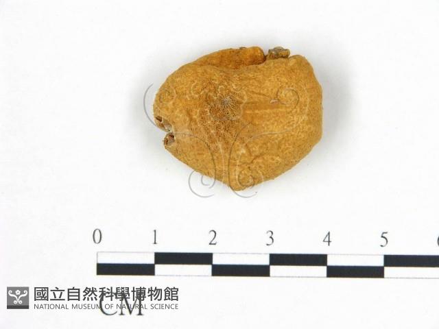 登錄號:F0015630藏品圖，第1張