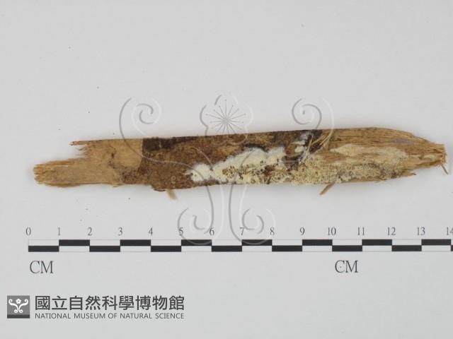 登錄號:F0009630藏品圖，第1張