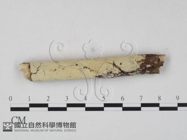 絲齒菌屬藏品圖，第1張