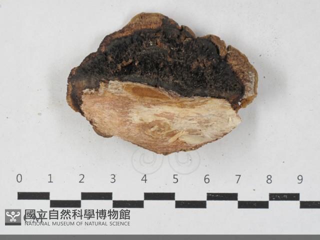 蜂窩菌屬藏品圖，第1張