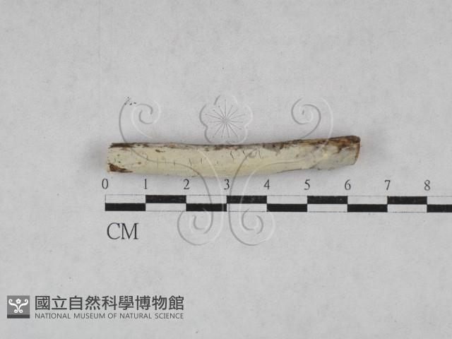 絲齒菌屬藏品圖，第1張