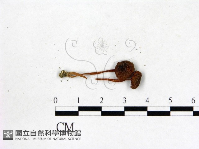 粉褶菌屬藏品圖，第1張