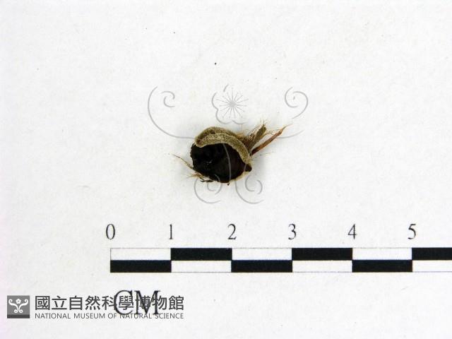 毛木耳藏品圖，第1張