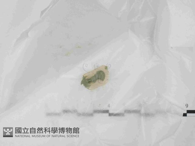 登錄號:F0021430藏品圖，第1張