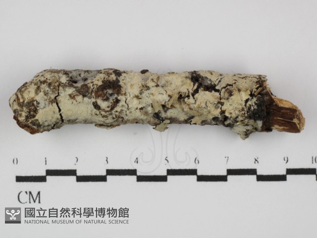 登錄號:F0031430藏品圖，第1張