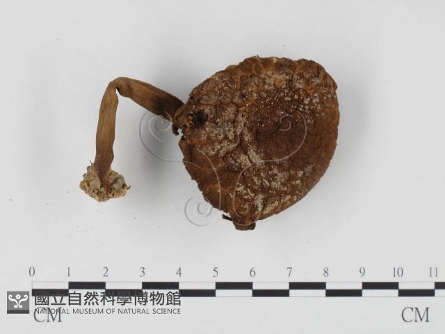 登錄號:F0024430藏品圖，第1張