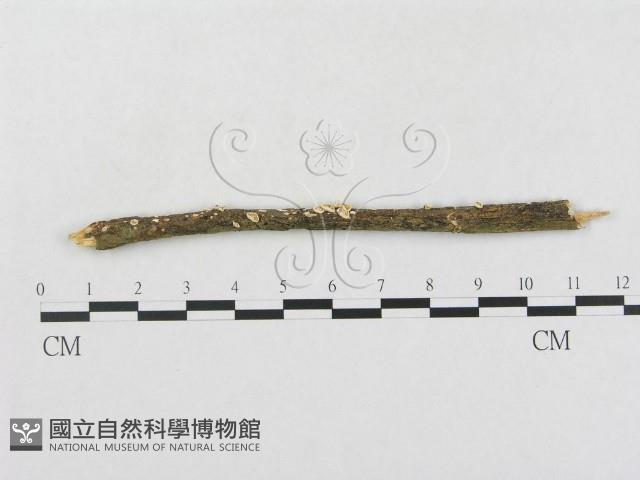 登錄號:F0004430藏品圖，第1張