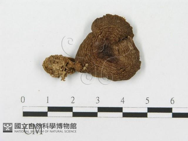 登錄號:F0014430藏品圖，第1張