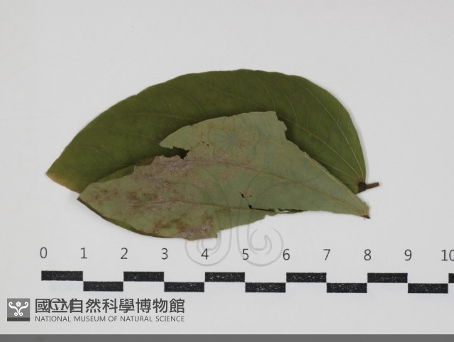 登錄號:F0034430藏品圖，第1張